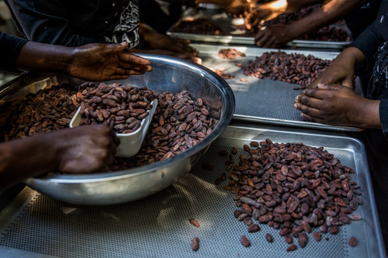 Globális csokoládéválság fenyeget a kakaóhiány miatt