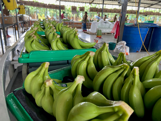 Hamarosan jóval drágább lesz a banán, és ez nagy valószínűséggel így is marad
