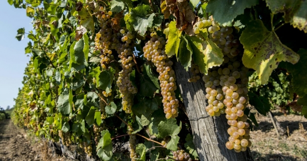 A tokaji borvidéket is elérte a szőlővész