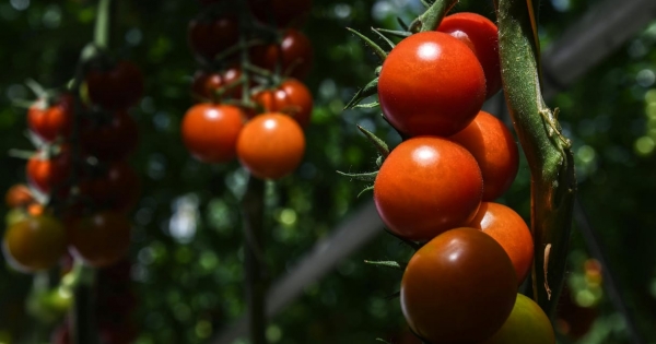 Épp attól lehet drágább a paradicsom és a paprika a termelők szerint, ha megtartják az árrésstopot
