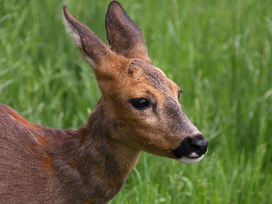 Megtizedelődött a békési őzállomány, egy emésztőszervi betegséget és a sakálokat sejtik a háttérben