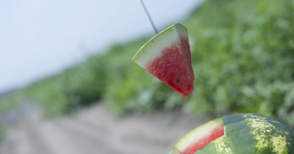 Itt a dinnyeháború, jönnek a lángoló Hondák és az extrém adók