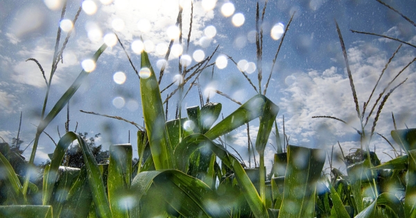 NAK: idén sem kell mezőgazdasági vízszolgáltatási díjat fizetni