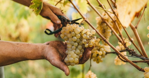 NAV: az egyszerűsített foglalkoztatás 2026-os változásai