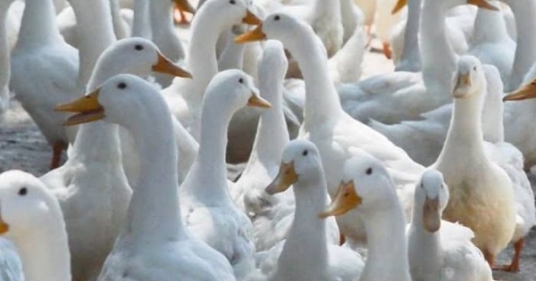 Kártalanítás állatbetegségek miatt