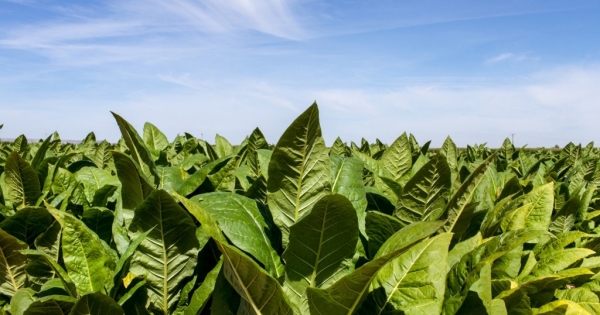 NAV: csaknem 700 kilogramm szárított dohánylevelet foglaltak le