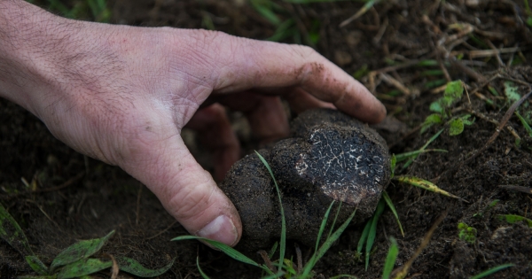 Bogyókat, gyümölcsöket gyűjt, és eladja azokat? Így kell adóznia