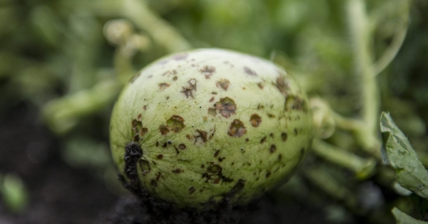 Jégkár, esőkár, fagykár: így kell adózni a kárenyhítő juttatás után