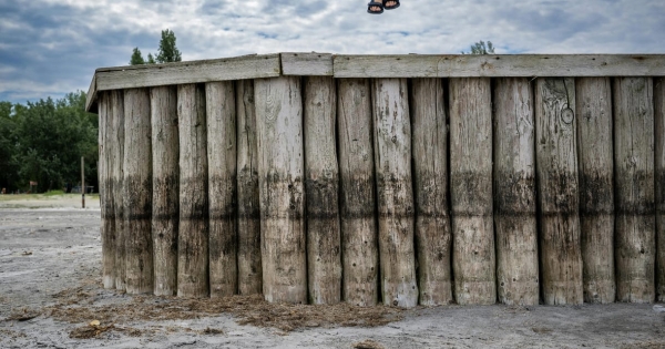 Garázsbuherább a Balatonnál, de lehetne belőle turistamágnes: a Velencei-tónál élők szerint nem a vízhiány a fő probléma