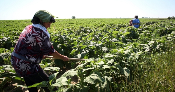 Egyszerűsített foglalkoztatás, alkalmi munka: szabadságot is kell számolni!