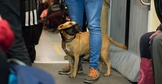 Ingyenessé válhat a kutya- és kerékpárszállítás a BKK járatain