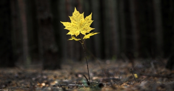 Mi a teendő, van-e akadálya az egyszerűsített végelszámolási eljárás lefolytatásának kft. tagjának halála esetén?