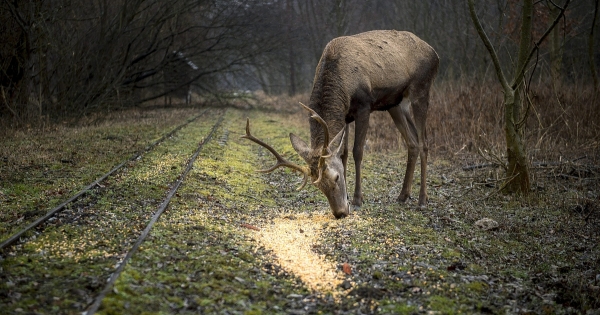 Így adózik a vadásztársaság