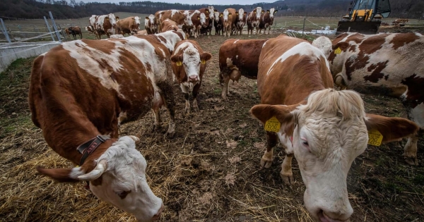 Száj- és körömfájás: Késik az állami kárrendezés, fizetésképtelenség felé sodródnak az érintett telepek