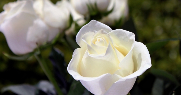 Árvaellátás – jogosultsági feltételek iskolai tanulmányok, keresőtevékenység folytatása esetén