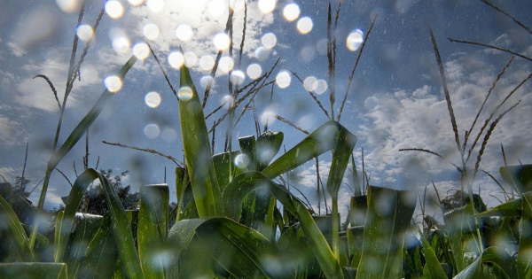Termelők kompenzációja, növekvő kamattámogatás az Agrár Széchenyi Kártyához – ezek a részletek