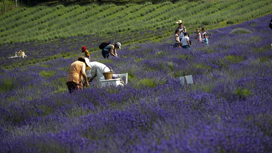 Szalmakalap, fényképezőgép és metszőolló - a Kevélyhegyi Levendulamezőn jártunk