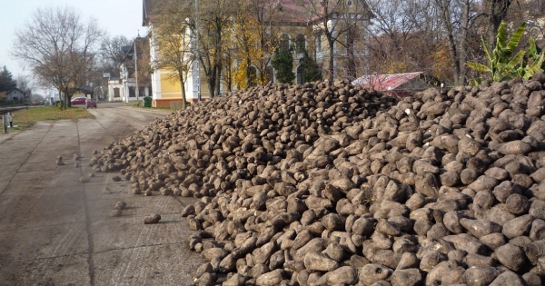 Zuhanórepülésben a cukorrépa, a krumpli és a málna, szárnyal a cirok és a szója – 20 év hazai agrármérlege