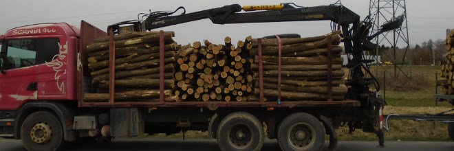 Energiaválság: a faalapú nyersanyagok és termékek kiviteli korlátozásáról
