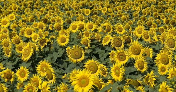 Termőföld bérbeadásából származó bevétel adója
