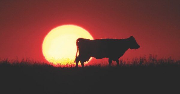 Minek nevezzelek: tenyész- és növendékállatok a számvitelben