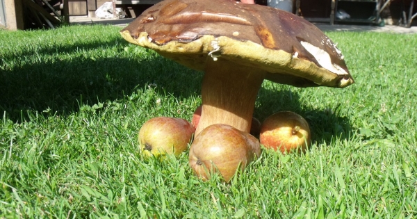 Őstermelő mellett egyéni vállalkozó, kft.: mi a szabály?