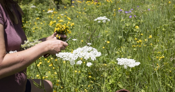 Vadon gyűjtött termékekből származó jövedelem adózása