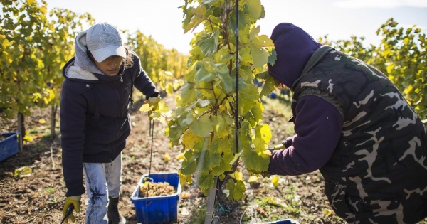 Itt a szüret, sokat nyerhetnek ezzel a gazdák