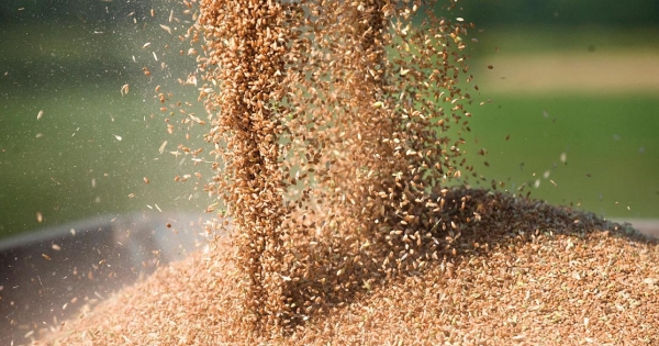 Földbérletért termény: így adózik – Döntött a parlament a bérleti díjról