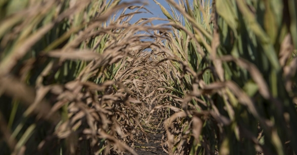 A szakszövetség Kósa Lajosék családi cégének bedőléséről: Annak ténye, hogy ez egyáltalán előfordulhatott, már önmagában kétségbeejtő