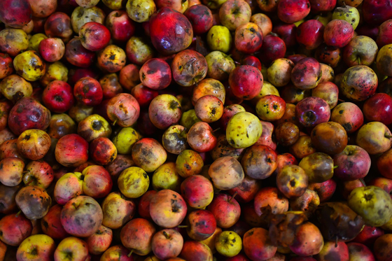 Gyökerestül kiirtotta hatalmas Wales-i almáskertjét a Heineken