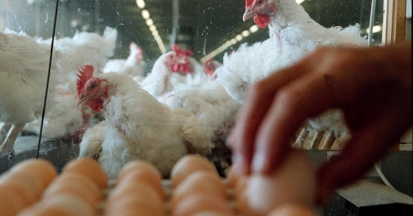 Őstermelők adóelőlege és elszámolható költségei