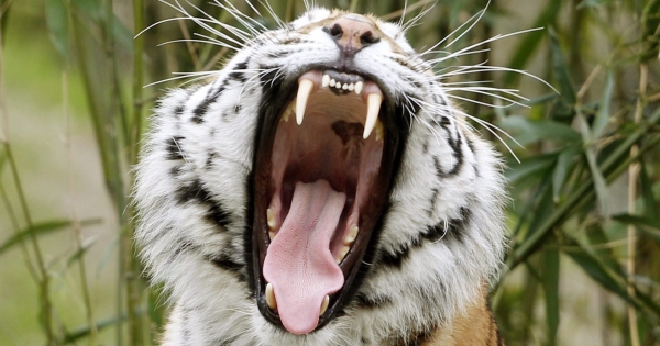 A nagy cégek több adót fizetnek