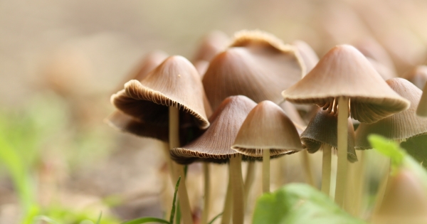 Jó üzlet a gomba- és a csigagyűjtés