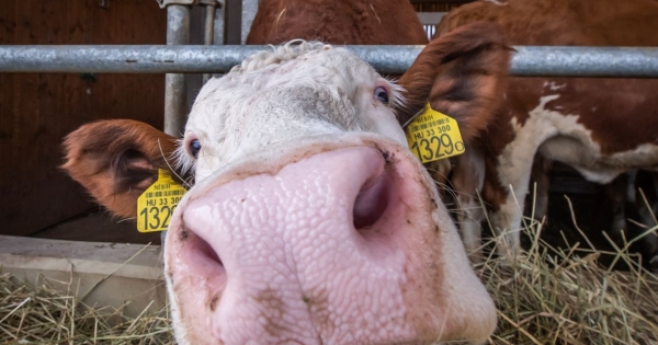 Emelik a száj- és körömfájás sújtotta gazdaságok bértámogatását
