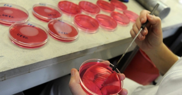 Rovarmaradvány volt az étcsokoládéban, visszahívták a forgalmazó meggyes és mandulás termékét is