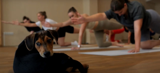 Puppy jóga: jó neked és a kutyusoknak is