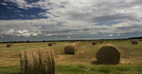 Vonzó befektetés a termőföld: autóipari menedzserből és bankvezetőből lett agrárgazda