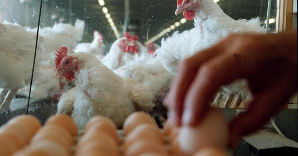 Őstermelők, figyelem! Ideje lehet megújítani az értékesítési betétlapot