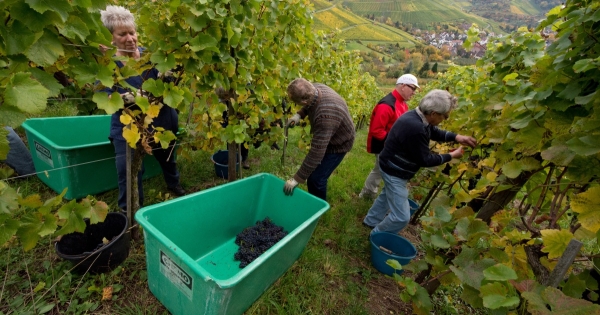 Itt a szüret – így foglalkoztathatók idénymunkások a mezőgazdaságban