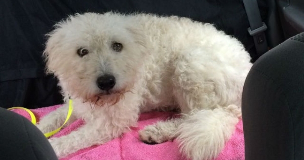 Egykor magára hagyva csirkéket ölt, ma szerető családban él - így szelídítették meg