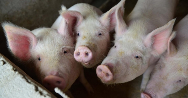 Költségvetési csalás gyanúja miatt vizsgálódik a NAV egy fideszes képviselő cégénél