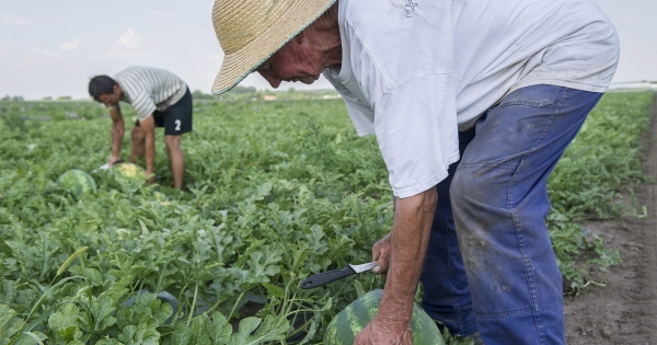 Őstermelők negyedéves adóelőlege – bevétel, költség, kedvezmény