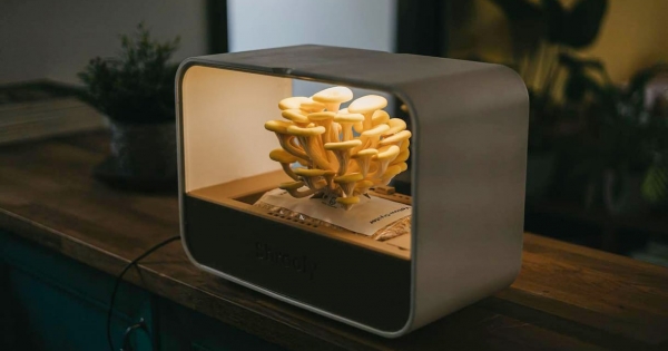 Sikersztoriként indult, rémálommá változott az otthoni gombatermesztést ígérő magyar startup