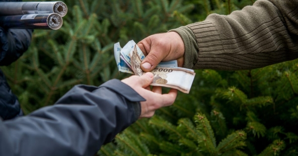 Kiderült, hogy mennyibe kerül a fenyőfa idén