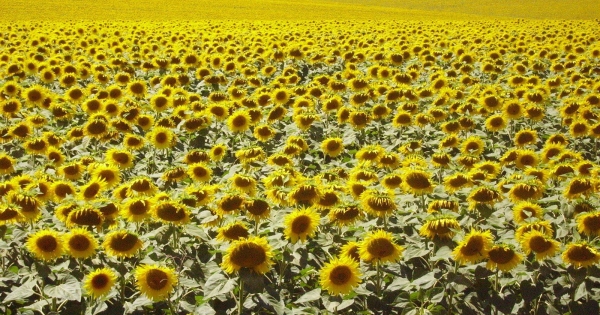 Kistermelők, figyelem: egyszerűsítéseket hoz az új agrárrendelet
