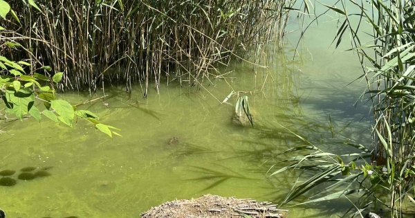 Közbeszerzés nélkül kotorhatja a Balatonból az iszapot Mészáros cége egymilliárdért