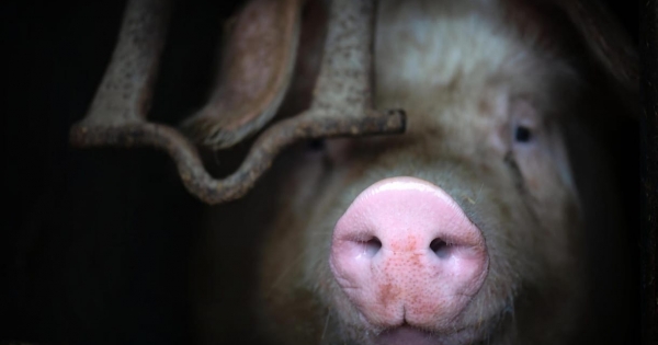 Torz és sérült állatokról került ki felvétel egy képviselő sertéstelepéről