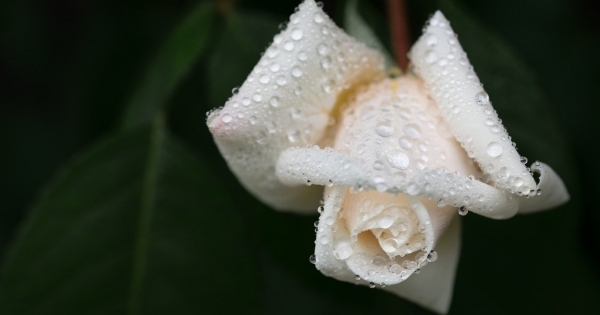 Árvaellátás, szülői nyugdíj: ezek a jogosultsági feltételek