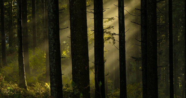 Nincs újabb haladék: 2025. december 30-ával kötelező bevezetni az EUDR rendelkezéseit